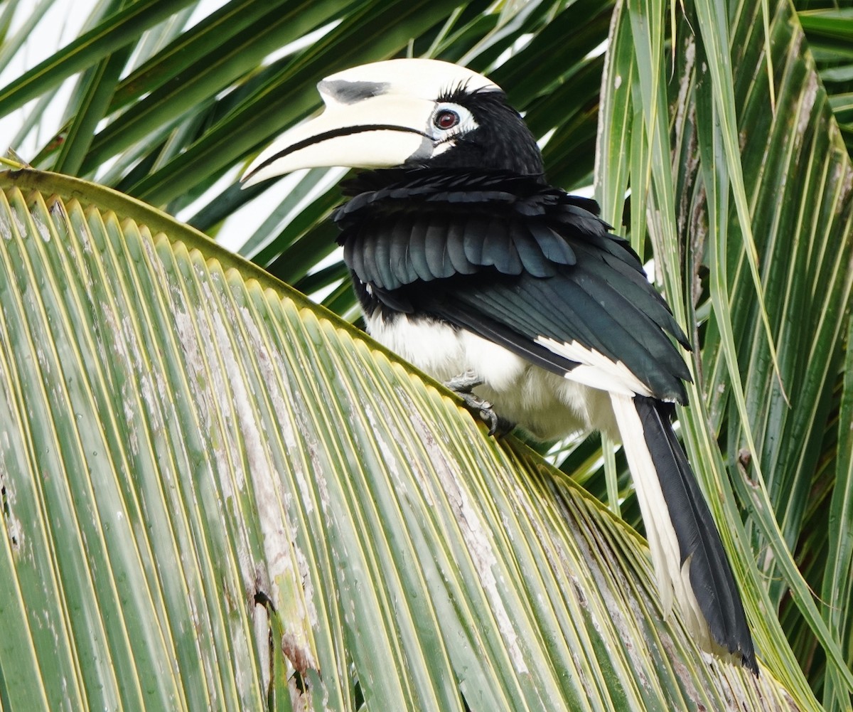 Oriental Pied-Hornbill - Richard Arnold