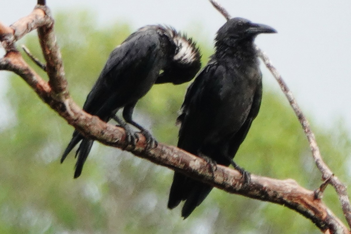 Slender-billed Crow - ML520563091