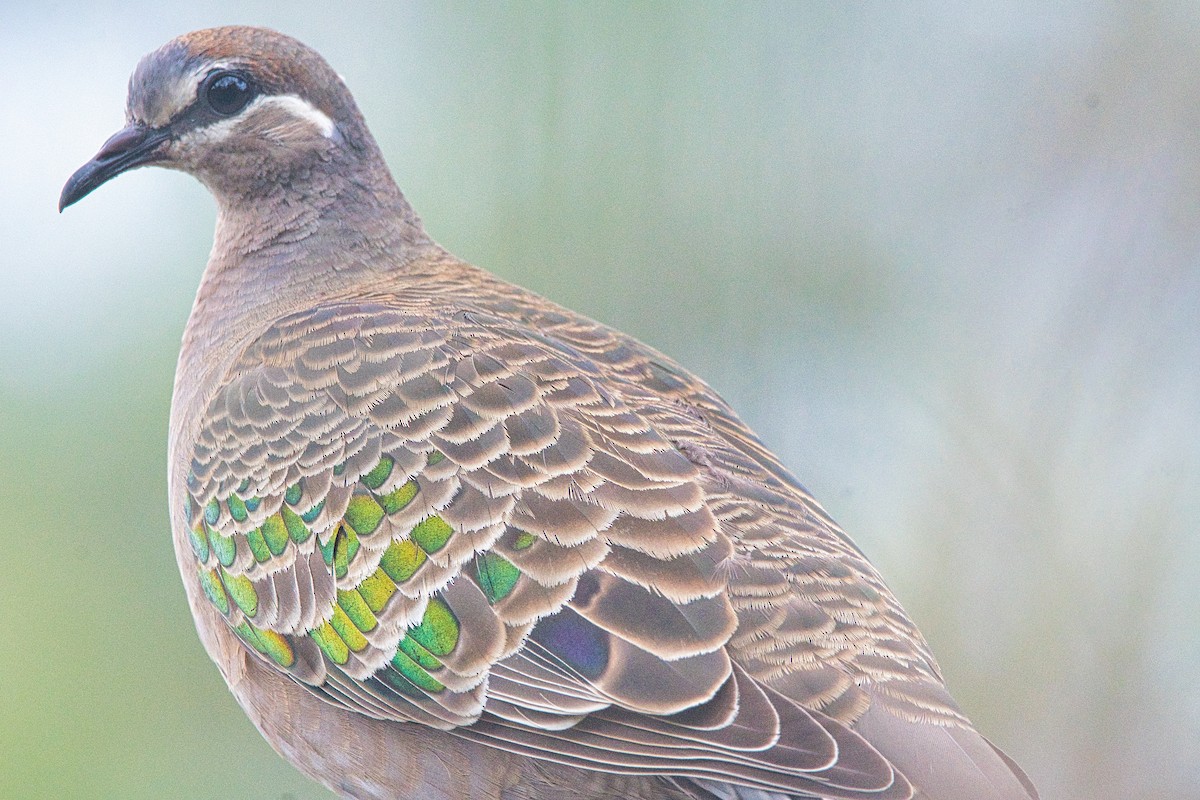 Common Bronzewing - ML520563241