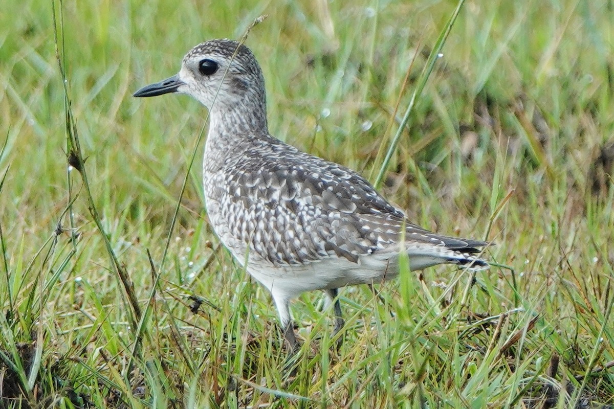 Black-bellied Plover - Richard Arnold