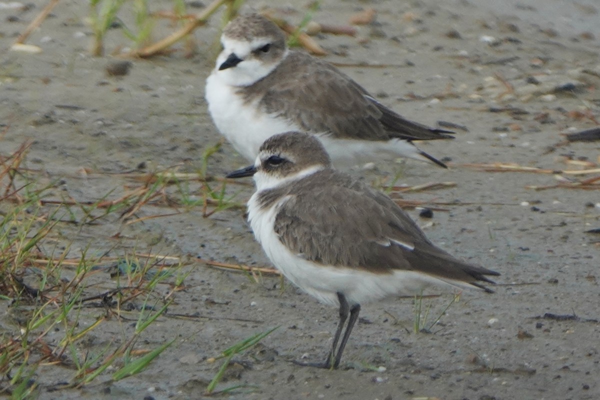 Kentish Plover - ML520563331