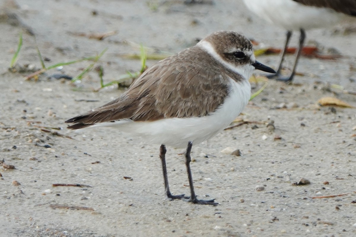 Kentish Plover - ML520563381