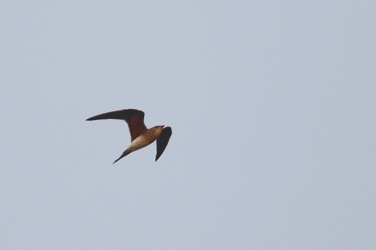 Collared Pratincole - ML520564431