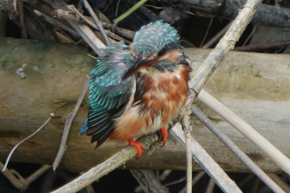 Common Kingfisher - ML520564591