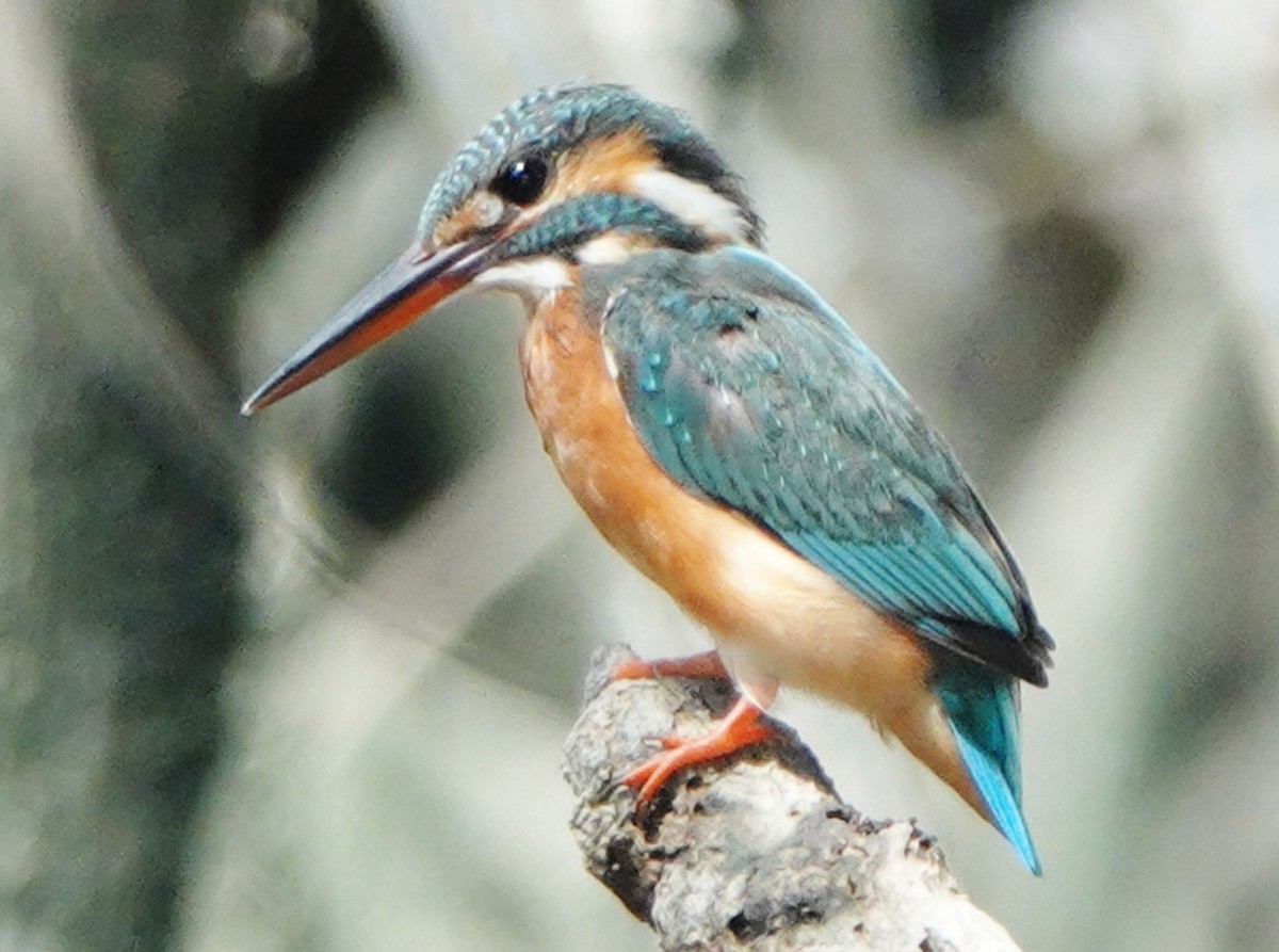 Common Kingfisher - ML520564741