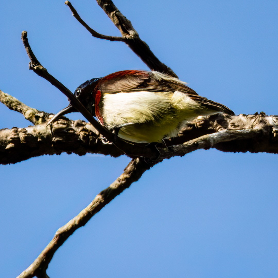 Crimson-backed Sunbird - Ganesh Prabhu