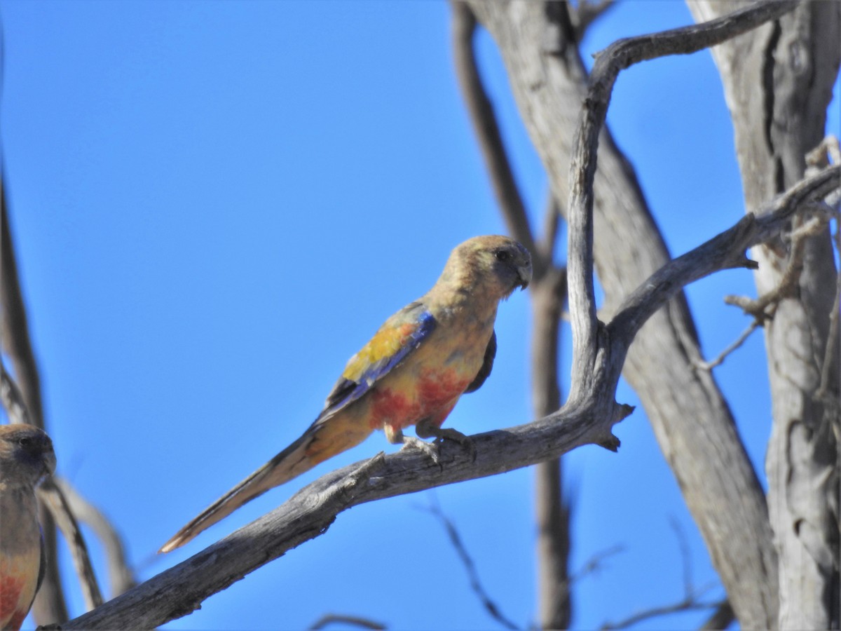 Greater Bluebonnet - ML520566131