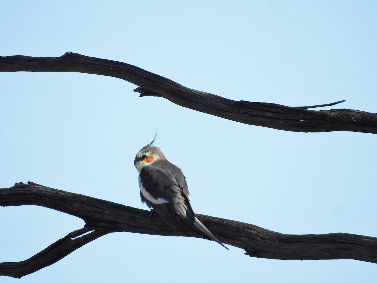 Cockatiel - ML520566401