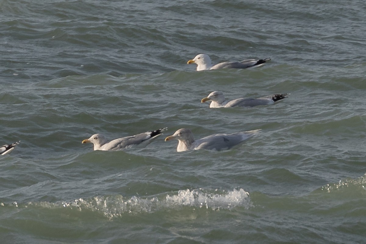 Glaucous Gull - Rob Felix