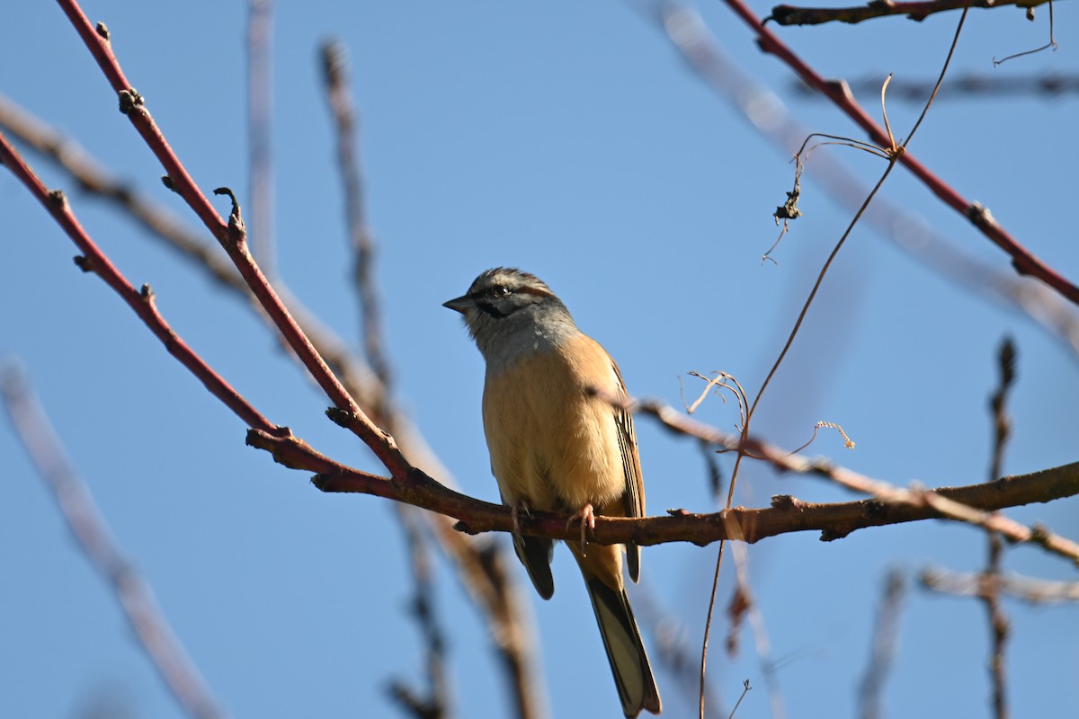 Godlewski's Bunting - ML520567271