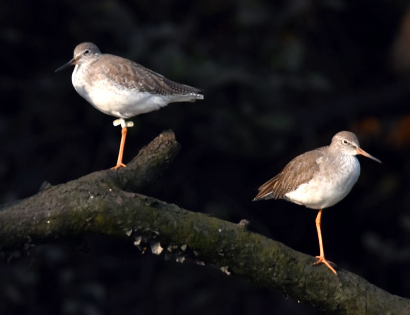 Common Redshank - ML520567621