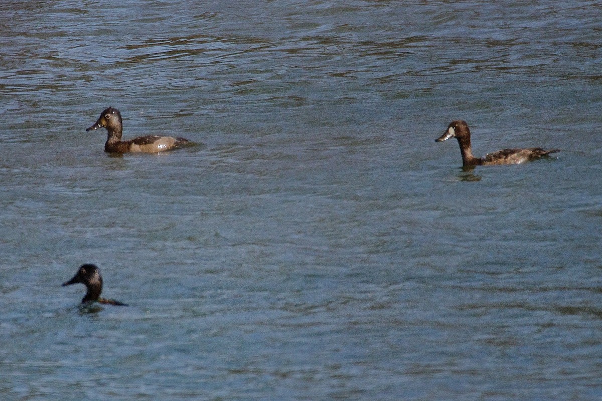 Lesser Scaup - ML52056831