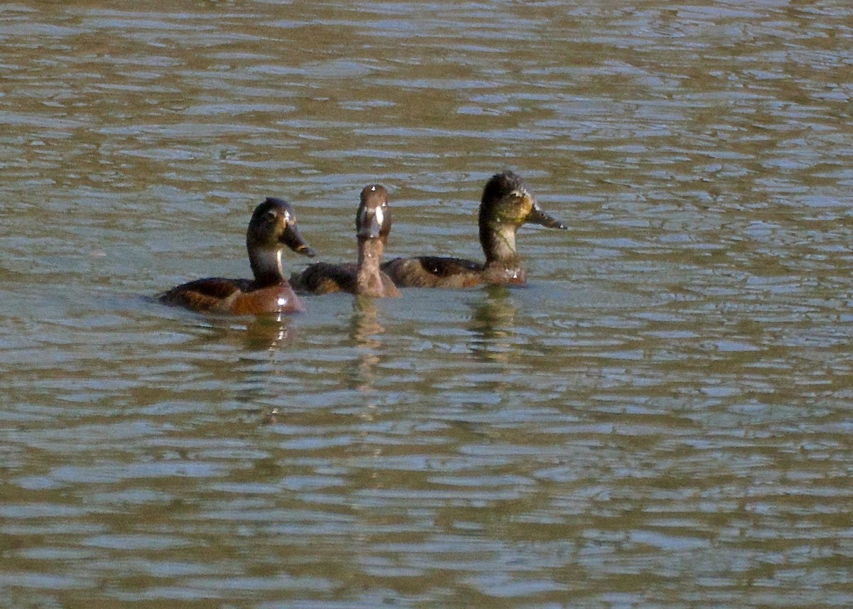 Lesser Scaup - ML52056841