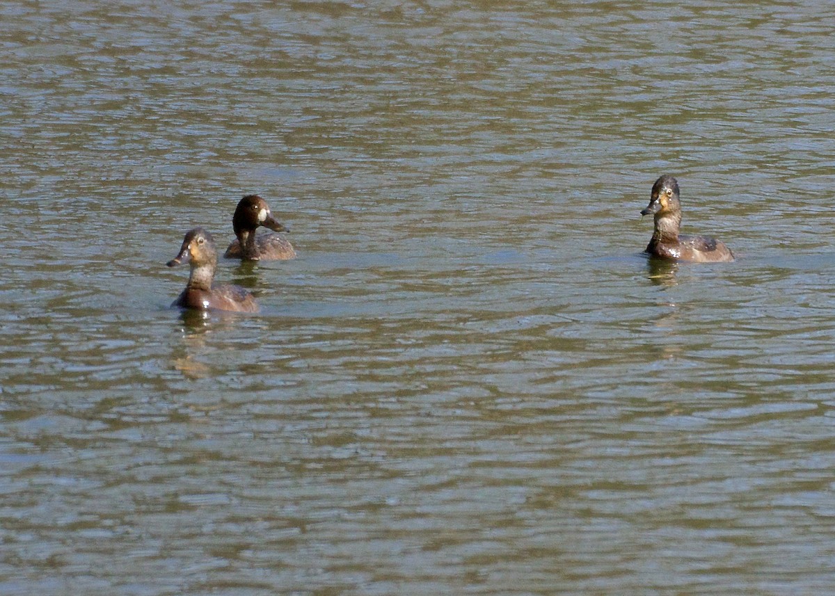 Lesser Scaup - ML52056851