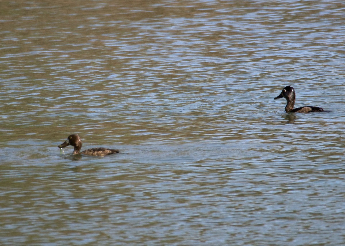 Lesser Scaup - ML52056861