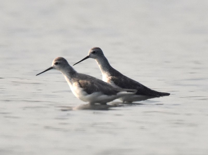 Marsh Sandpiper - ML520569061