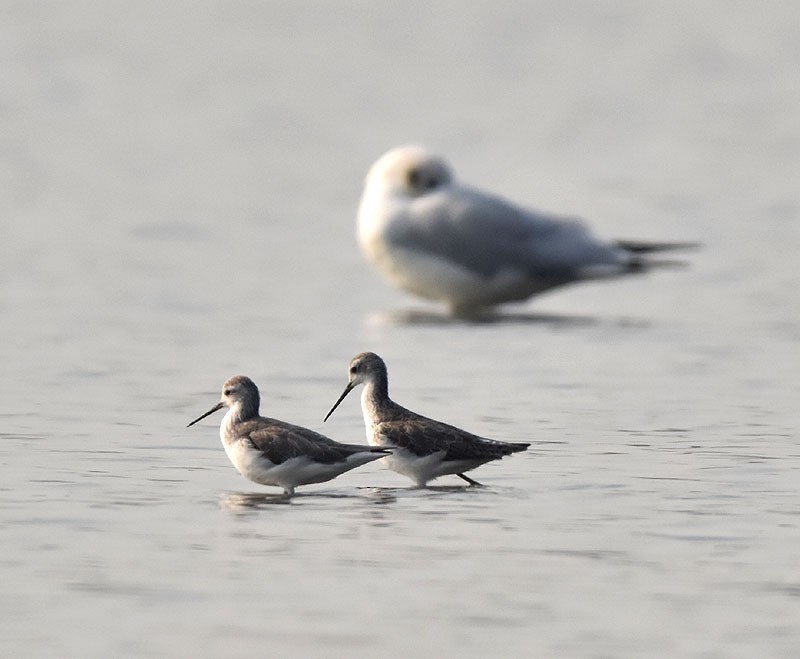 Marsh Sandpiper - ML520569071