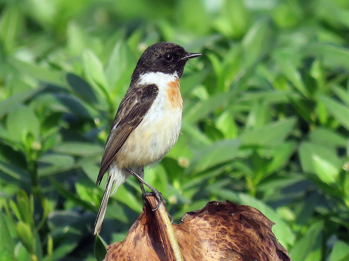 White-tailed Stonechat - Ritvik Singh