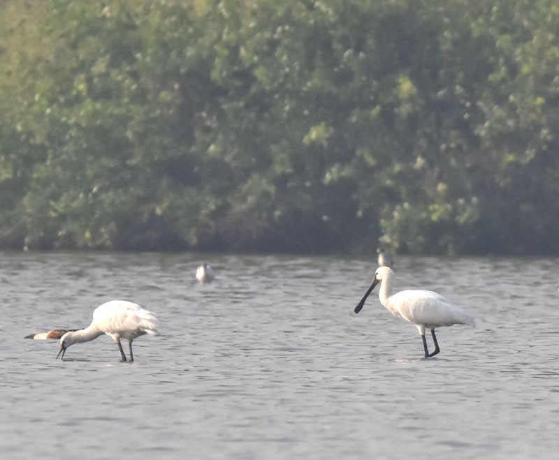 Eurasian Spoonbill - ML520569491