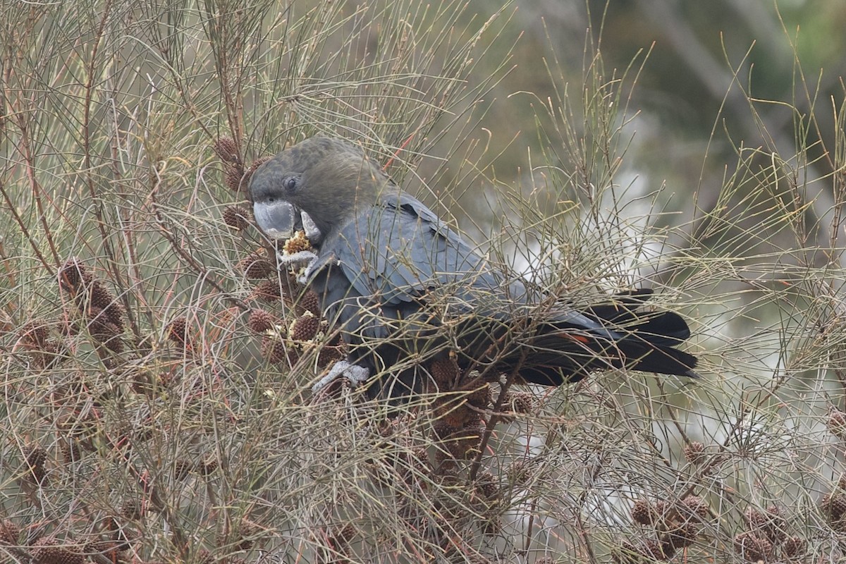 Glossy Black-Cockatoo - ML520570651