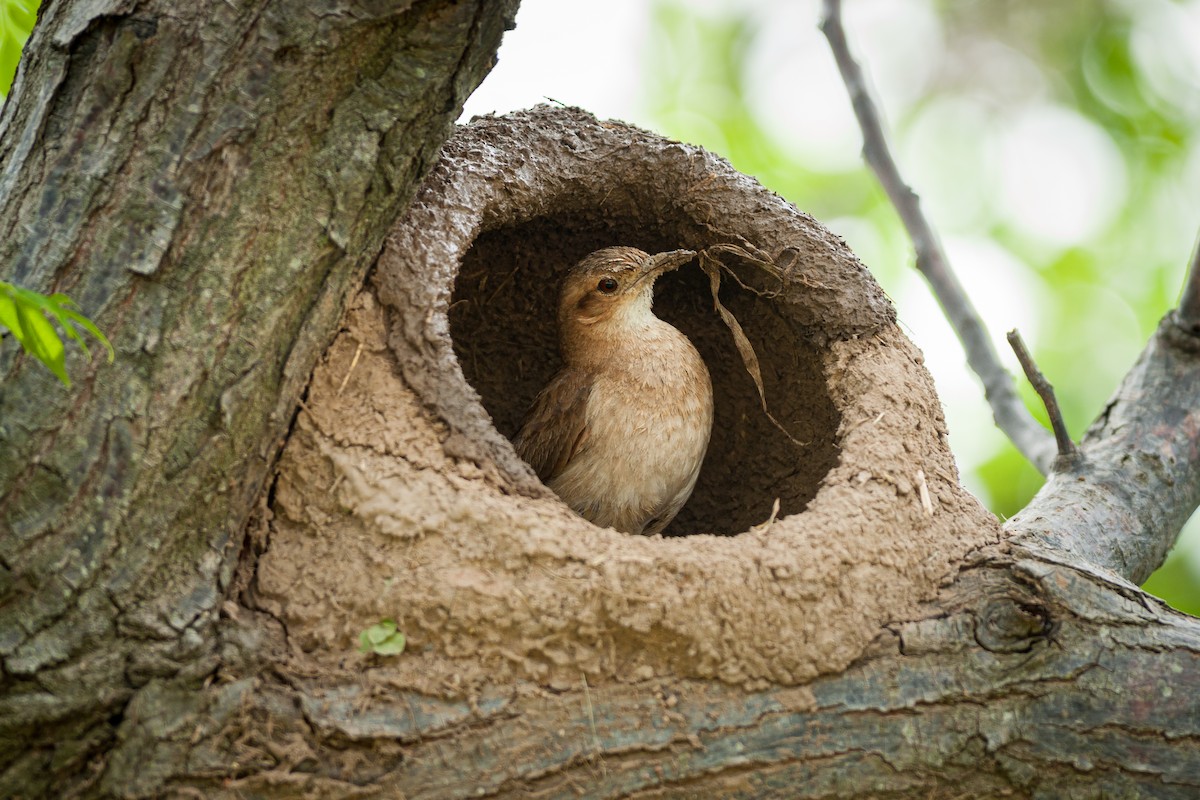 Rufous Hornero - Jérémy Calvo