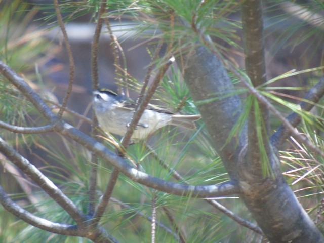 Golden-crowned Kinglet - ML52057081