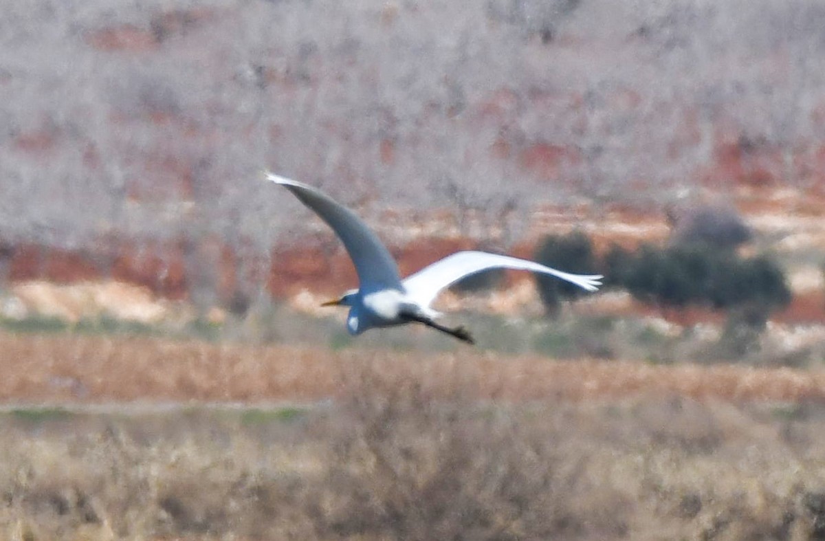 Great Egret - Göktuğ  Güzelbey