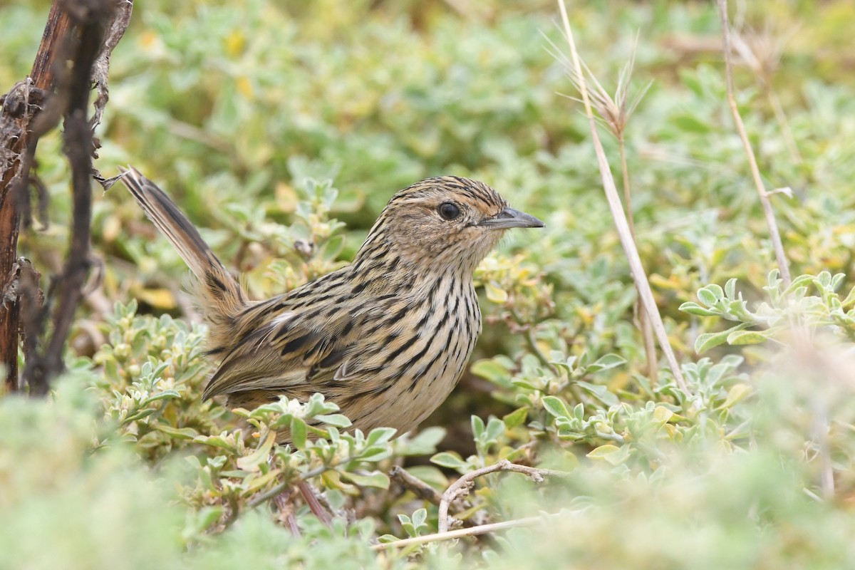 Striated Fieldwren - Maddy Chincarini