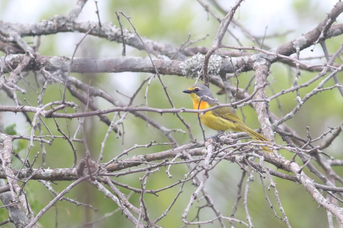 Sulphur-breasted Bushshrike - Anton Liebermann