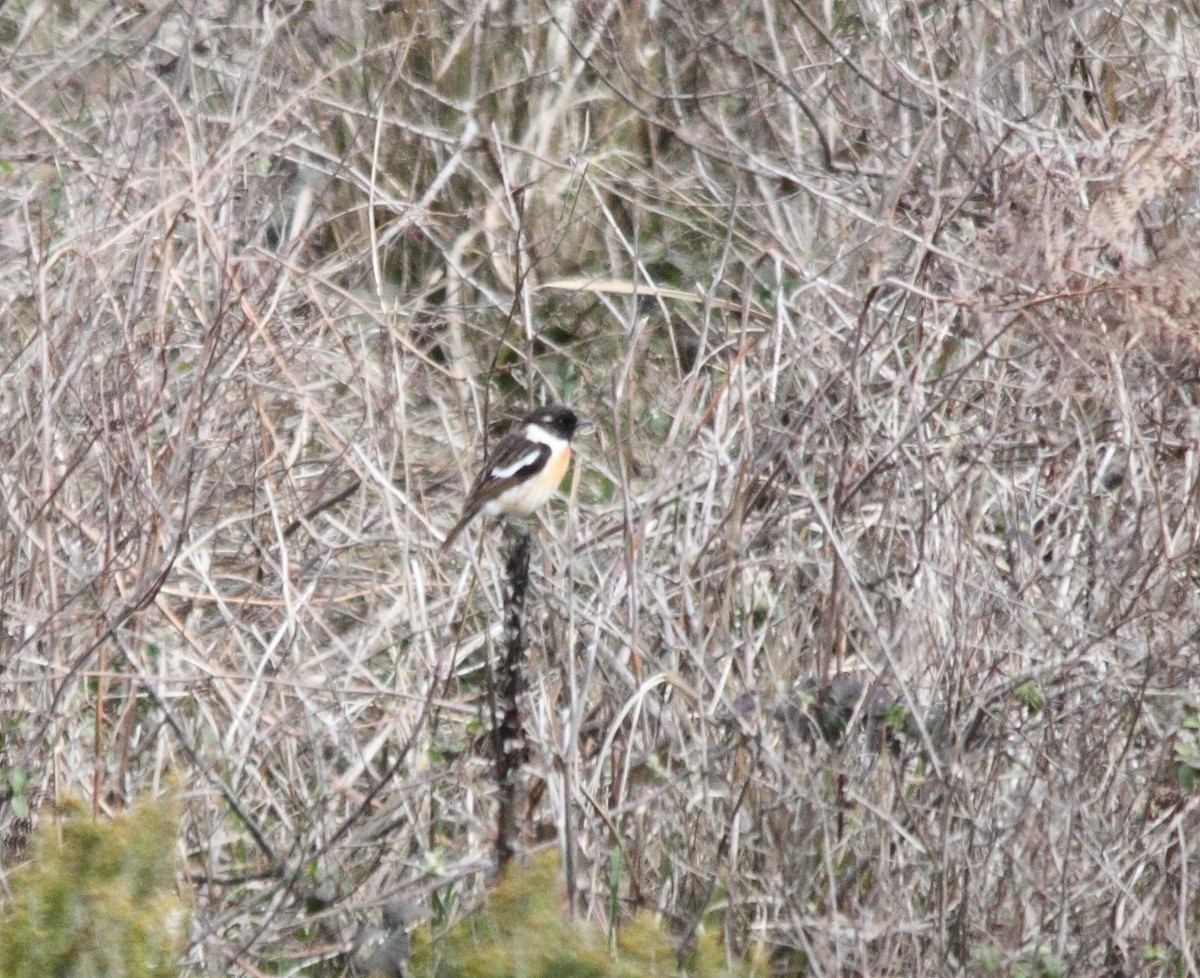 Siberian Stonechat - ML52057241