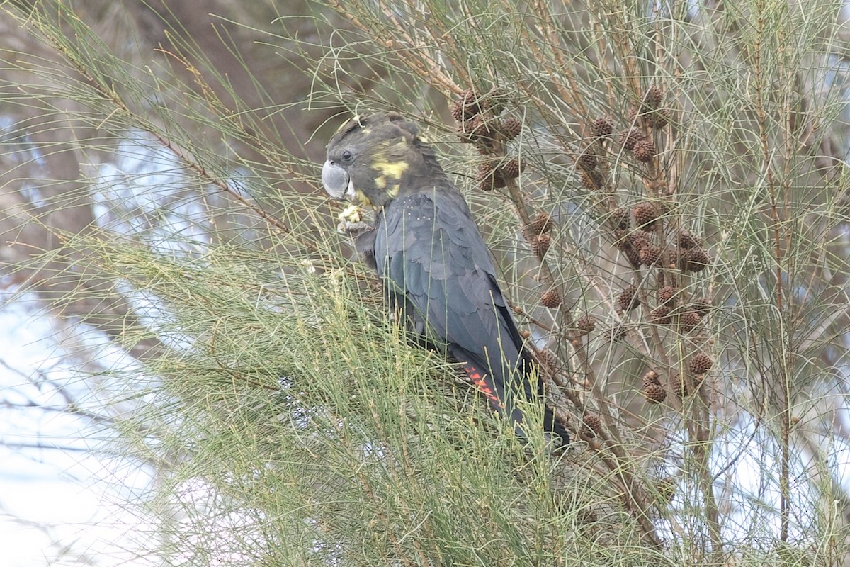 Parlak Siyah Kakadu - ML520572511