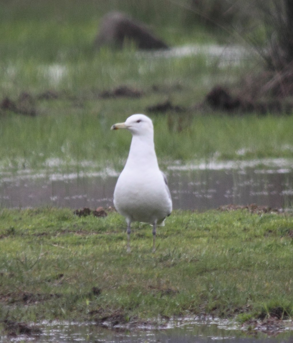 Caspian Gull - ML52057261