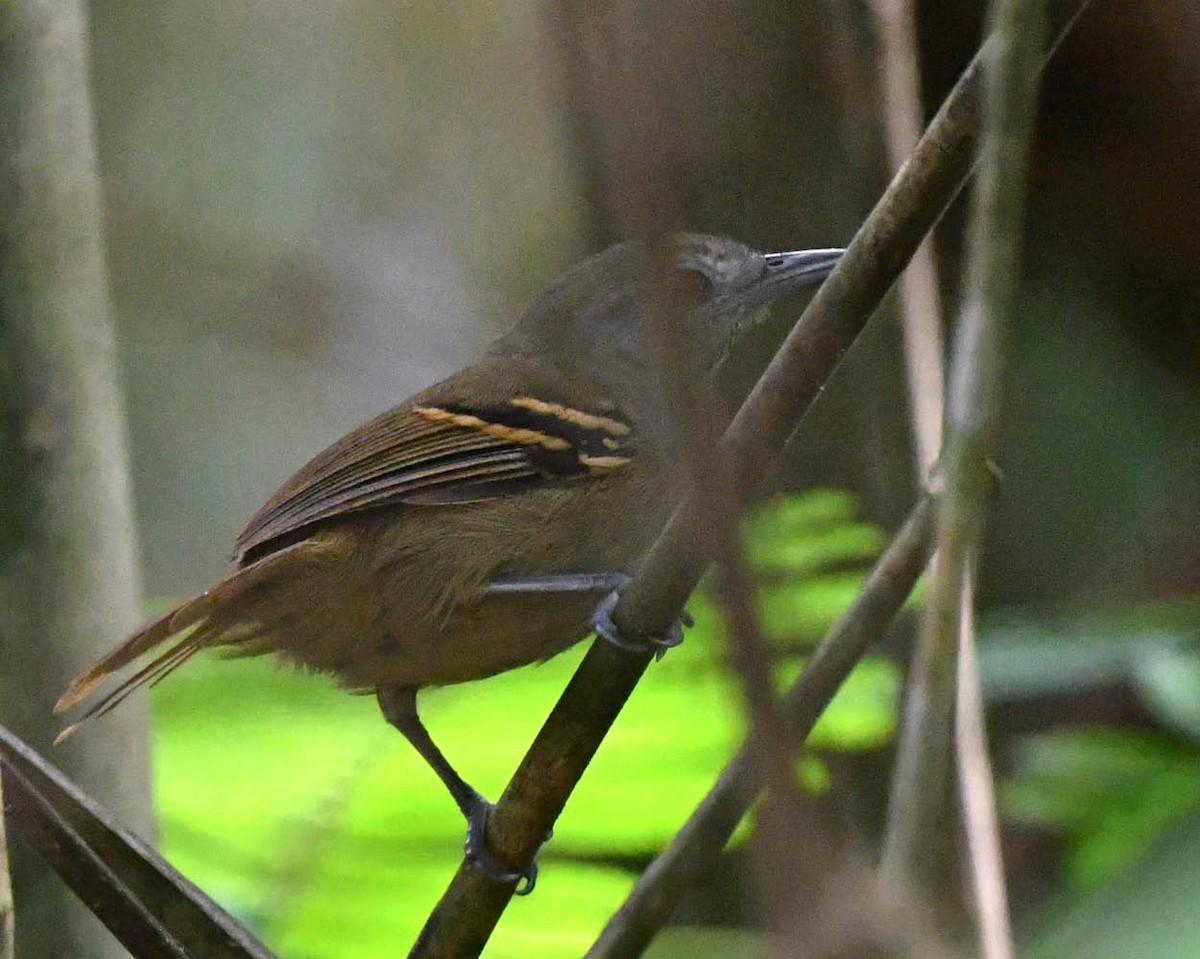 White-eyed Stipplethroat - ML520572671