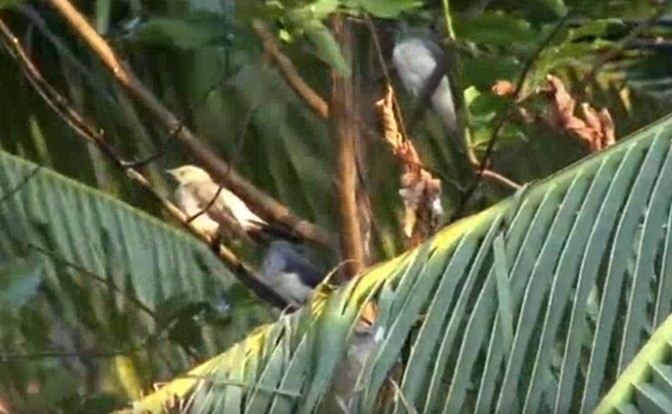 White-rumped Cuckooshrike - ML520573841