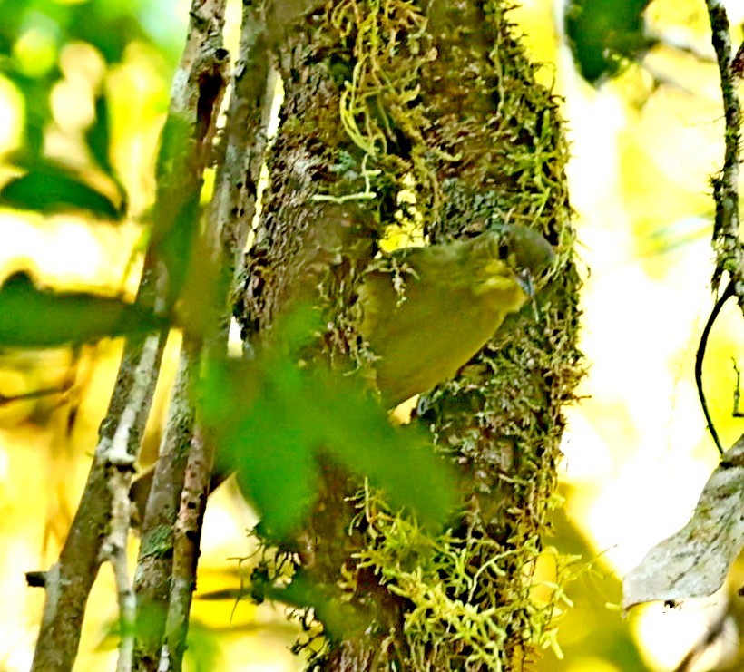 Long-billed Bernieria - ML520573851