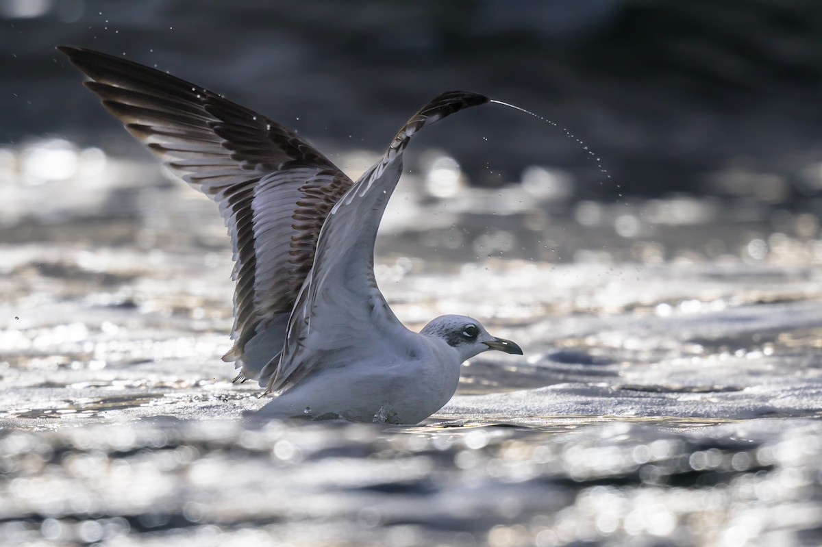 Mediterranean Gull - ML520574061