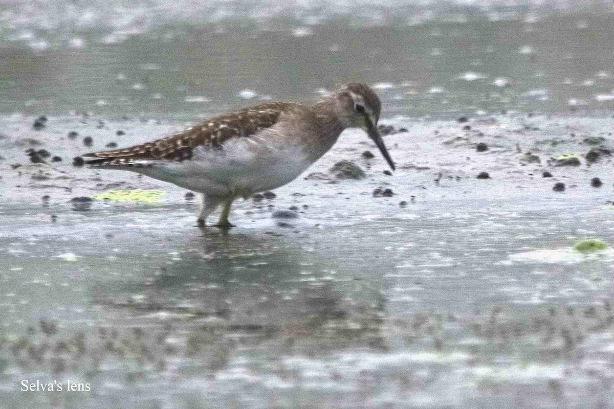 Wood Sandpiper - ML520574091