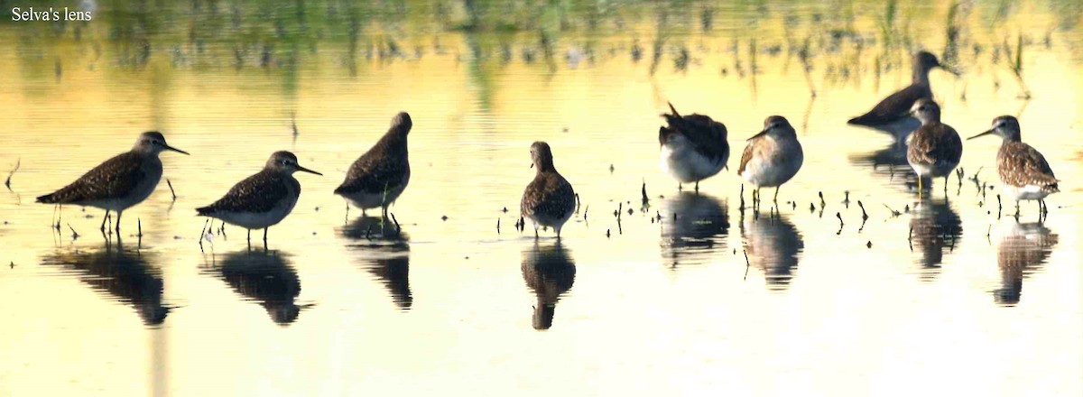 Wood Sandpiper - ML520574101