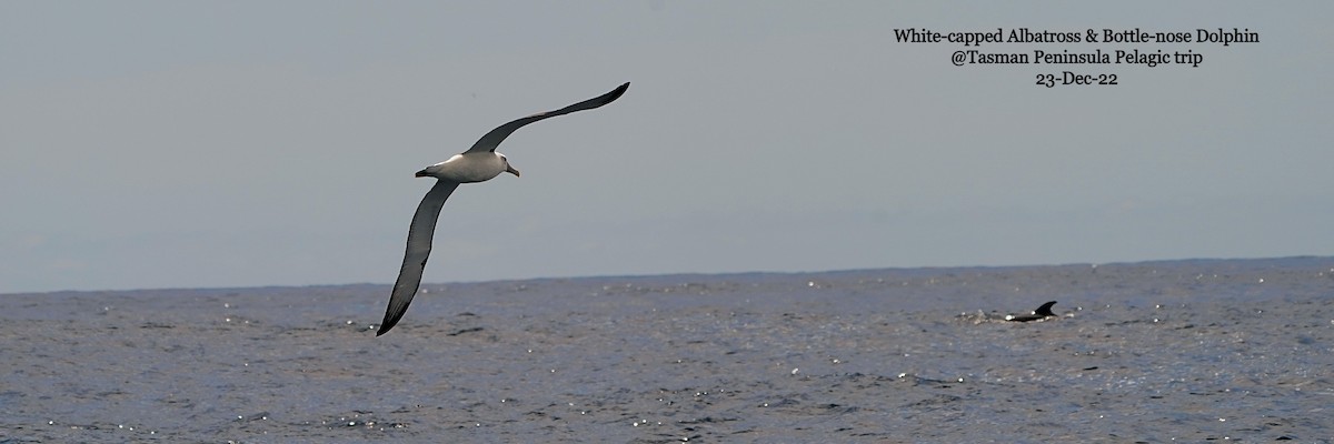 White-capped Albatross - ML520574331