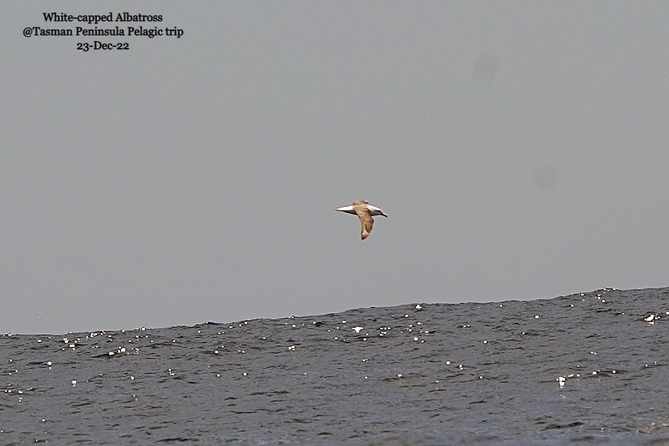 White-capped Albatross - ML520574341