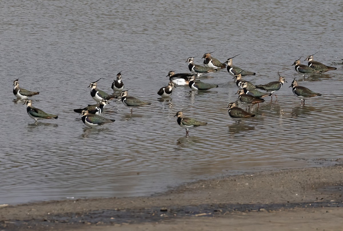 Northern Lapwing - ML520574791