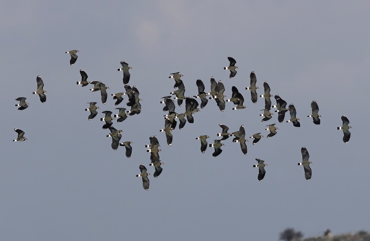 Northern Lapwing - ML520574801