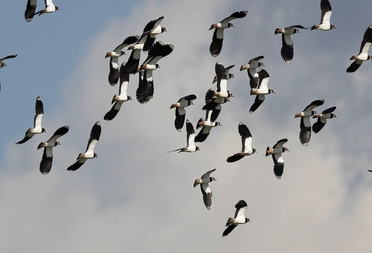 Northern Lapwing - ML520574811