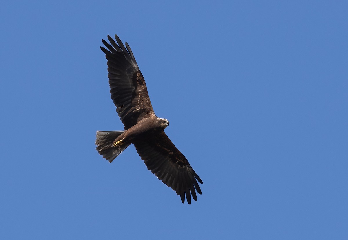 Western Marsh Harrier - ML520574941