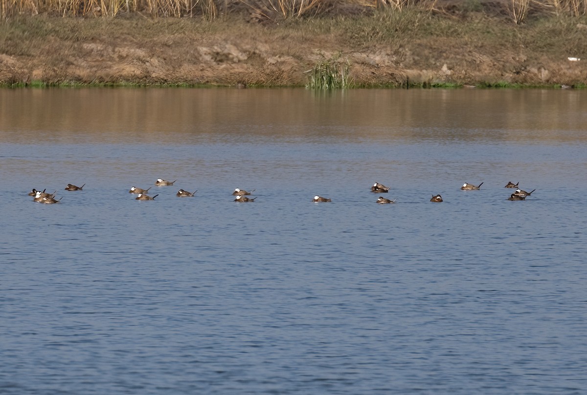 White-headed Duck - ML520575181