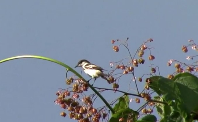 Échenilleur pie - ML520575381