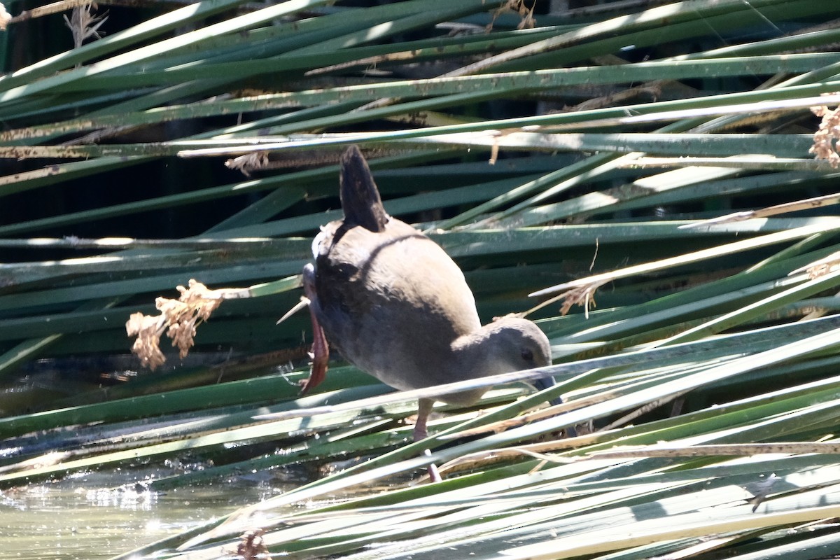 Plumbeous Rail - ML520576751