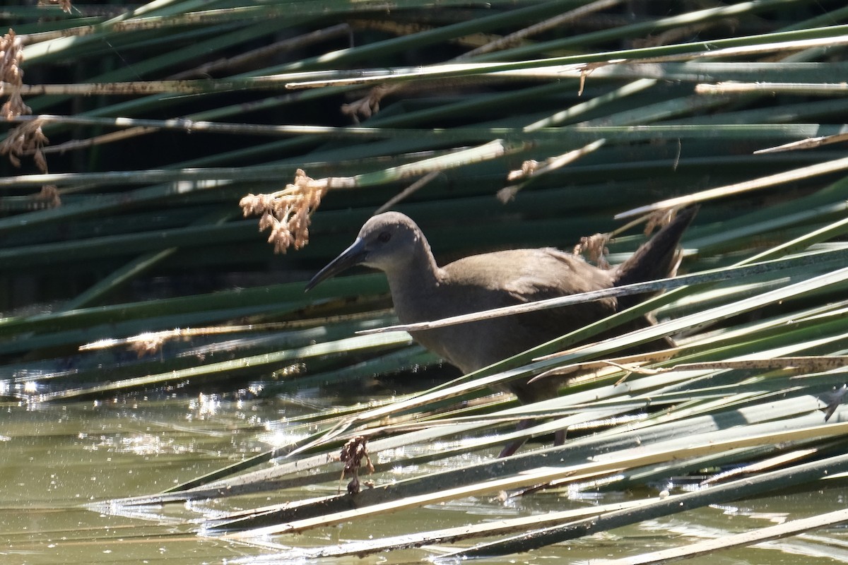 Plumbeous Rail - ML520576761