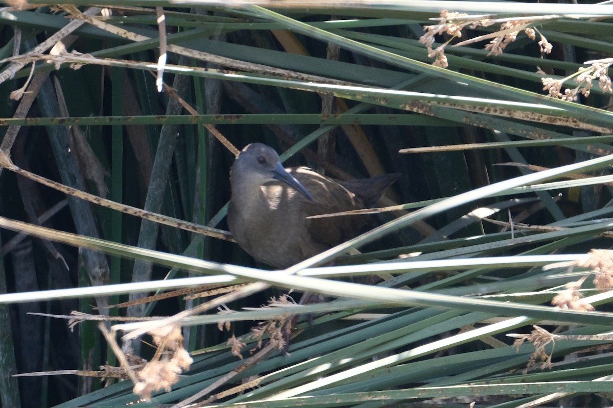 Plumbeous Rail - ML520576771