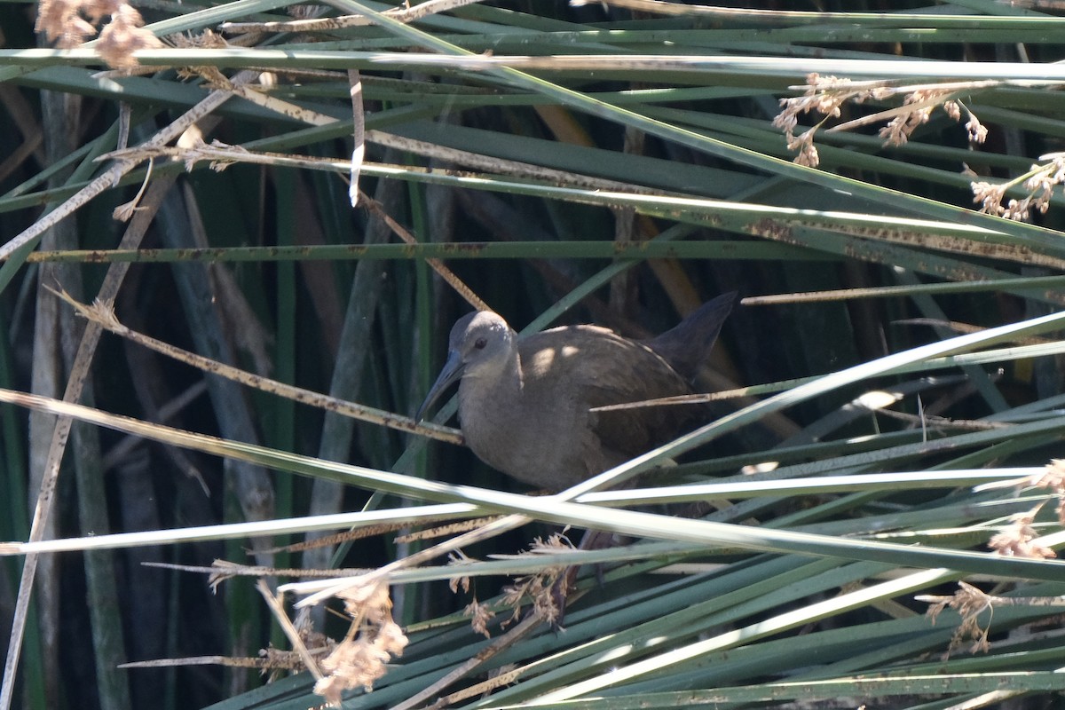 Plumbeous Rail - ML520576781